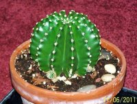 cactusround.jpg