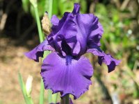 bearded iris.jpg