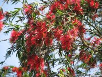 bottlebrush.jpg