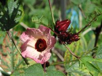 rosella plant.jpg