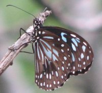 blue butterfly.JPG