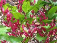 Mt Blackwood holly flowers.jpg