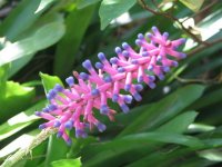 bromeliad Aechmea gamosepala.JPG