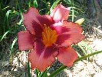 DayLily9.jpg