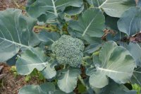broccoli.jpg