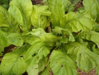 spinachmustards.JPG