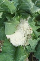 Cauliflower.jpg