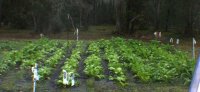 field of greens.jpg