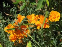 california poppies.jpg