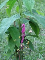 thai ginger.jpg