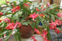 Christmas Cactus.jpg