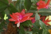 Christmas Cactus 2.jpg