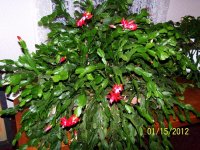 Pics. 1-15-2012 014.jpg