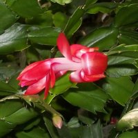 Pics. 1-15-2012 012.jpg