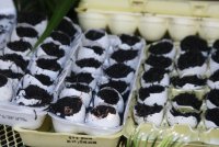 Dirt Eggs.jpg