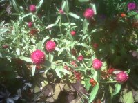IMG00103-20110816-1416.jpg