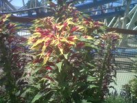IMG00104-20110816-1416.jpg
