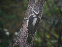 03Hairy woodpecker female.jpg