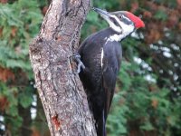 05pileated female.jpg