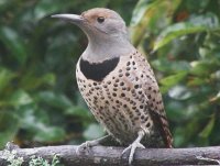 06northern flicker female.jpg