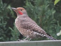07northern flicker male.jpg