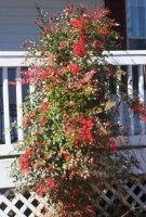 Crocus2012006 dz.jpg