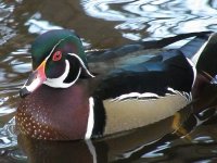 wood duck.jpg