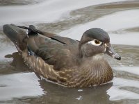 wood duck female.jpg