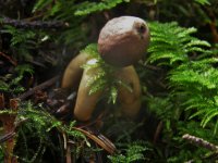 Arched Earthstar, Geastium fornicatum.jpg