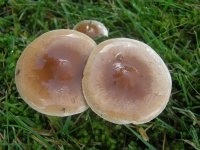 Poison Pie, Hebeloma crustuliniforme.jpg