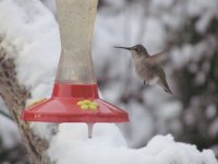 Hummer2.jpg