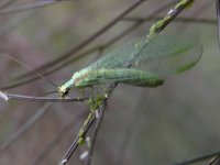Green lacewing.jpg
