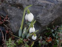 03snowdrops.jpg