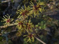 01witch hazel.jpg