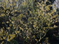02witch hazel.jpg