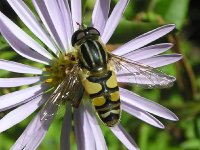 Helophilus fasciatus.jpg