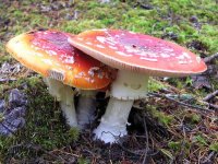 06amanita.jpg