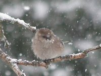 08snow bushtit.jpg