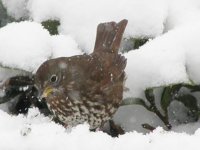 10snow fox sparrow.jpg