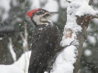 11snow pileated.jpg