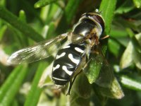 20Scaeva pyrastri.jpg