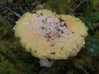 19Amanita aprica, Sunshine Amanita.jpg