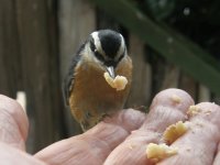 21nuthatch.jpg