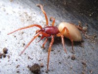 Woodlouse Spider, Dysdera crocata.jpg