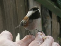 22chickadee.jpg