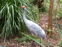 brolga.jpg