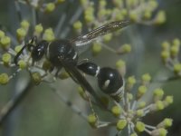 26 potter wasp.jpg