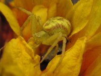 27Misumenops Celer .jpg