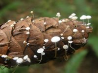 28Strobilurus trullisatus Fir-Cone Mushroom.jpg