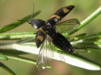 30CteniceraSuckleyi.jpg